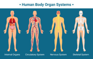 human body organs system